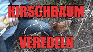 Kirschbaum VEREDELN  So wirds gemacht [upl. by Aray]