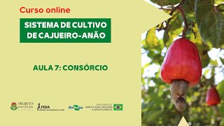 Curso online  Sistema de cultivo de cajueiroanão Aula 7  quotPlantio consorciadoquot [upl. by Fiora21]