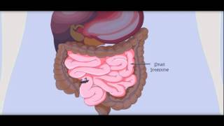 Digestive System Human Body for Kids How Body Works makemeg [upl. by Susette]