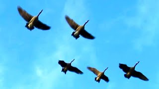 Canada Geese Honking Fly Off amp Landing [upl. by Verity]