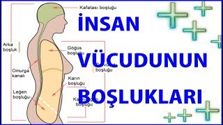 İNSAN VÜCUDUNUN BOŞLUKLARI  VE BU BOŞLUKLARI DOLDURAN ORGANLAR  LATİNCE [upl. by Michelle695]