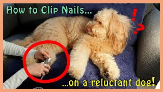 How to TRIM DOG NAILS on My Reluctant Goldendoodle [upl. by Adnarram]