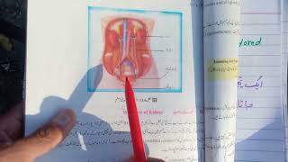 Urinary Bladder Meaning In Urdu  what Is Urinary Bladder [upl. by Pain482]