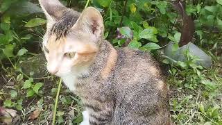 my cute little cats mini are happy playing in the garden  cute cats videos [upl. by Haymo]