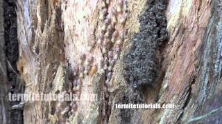 Rare video footage of termites [upl. by Kahl22]