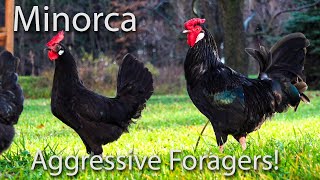 Roosters Fighting Crowing and Free Ranging The Black Minorca is my favorite Free Range Breed [upl. by Amorette542]