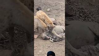 Hyenas and babys animals shortsfeed wildanimals viralvideo [upl. by Darryl385]