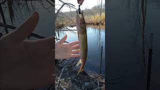 Catching swamp pickerel pickerel [upl. by Kemeny]