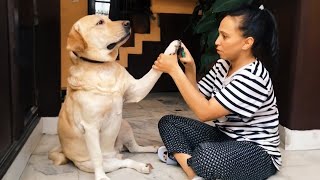 Labrador dog acts dramatic cutting his nails🤣The FUNNIEST Dogs [upl. by Nagaem66]