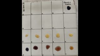 Amylase activity  Determination of Achromic point [upl. by Imray]