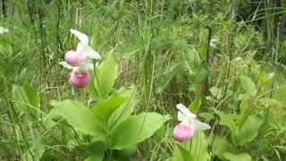 Showy Ladys Slippers Cypripedium reginae [upl. by Ylrebmi]