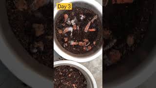 composting for beginners composting homecomposter gardening [upl. by Dacia]