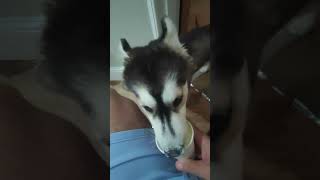 Bandits Pomsky puppychino from starbucks pomskypuppies doglover starbucks [upl. by Oelak100]