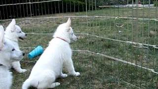 8 week white german shepherd puppies [upl. by Kanya264]