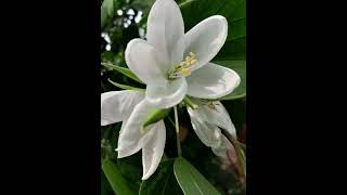 White flower whiteflower flowers shortvideo nature originalnature [upl. by Dolhenty]