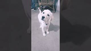 zoey puppy dog doglover dogreaction assam labradorretreiver doglover youtube [upl. by Liahcim379]