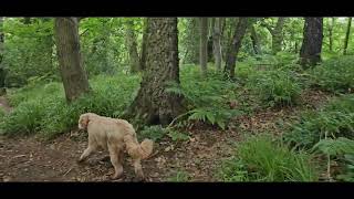 Lyde brook Dingle Coalbrookdale Telford with Benji 22724 [upl. by Langelo]