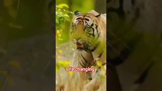 Tiger 🐯 King 👑 tiger sound tiger bf the tiger king animals animal song lions lion wildlife [upl. by Aicilf]