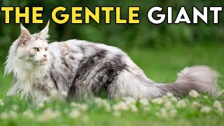 Maine Coon 101  Learn ALL About Them [upl. by Kcirdled]