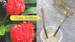 EASIEST Way to Grow Ixora Plants from Cuttings  How to Grow Ixora Plant from single cutting [upl. by Lira]