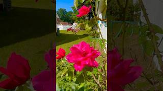 Roses 🌹 beautiful roses  I had this rosebush for over 25 years Rose Roses Flowers 🌹￼ [upl. by Kramlich]