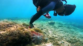 CrownofThorns Starfish [upl. by Most]