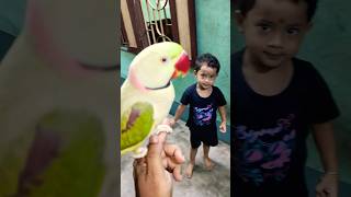 ❤️Cute parrot💚🥰 mitthu shorts shortvideo reels viralvideo [upl. by Amrac352]