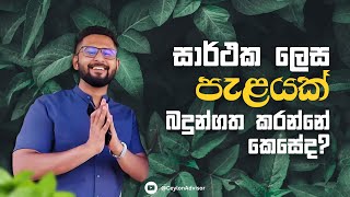 ගෙවතු වගාවට බඳුන්ගත එළවළු හරියටම හිටවා ගමු Gewathu Wagawa Sinhala [upl. by Adev155]