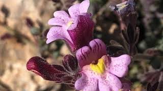 Rompepiedra Teucrium buxifolium [upl. by Sousa]