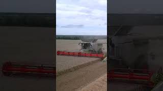 Claas Lexion 8700 Wheat Harvesting Powerhouse [upl. by Nothgierc]