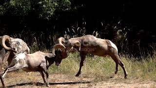 Colliding wild bighorn sheep hit horns Waterton Canyon Colorado slow motion [upl. by Havard]