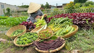 Harvesting bird chilli bitter melon luffa orka corn red amaranth and purple cowpea farming [upl. by Natie763]