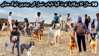 Pakistan Biggest Sunday Dogs Market 22102024  Kohati Gultair vs Bully kutta  Pk Animals [upl. by Aracaj]