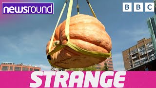 Strange News Massive Pumpkins and Speed Golf  Newsround [upl. by Llerrej]