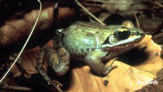 Wood Frog Lithobates sylvaticus [upl. by Eitsyrk]