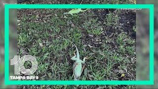 Brrr It got so cold in Florida iguanas fell from trees [upl. by Latrell472]