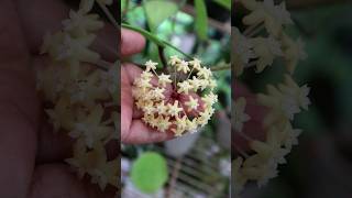 hoya quinquenervia nature hoya houseplants blooms flowers [upl. by Holzman]