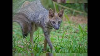 Hoary Foxes Mastery of Stealth [upl. by Oal]