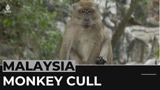 Malaysian monkey killing Outrage over wildlife agencys unethical tactics [upl. by Septima]