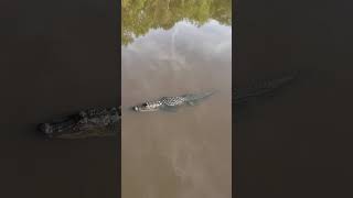 Gator Encounter  Lake Talquin National Forest Joe Budd Tract [upl. by Aicad]