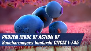 Proven mode of action of Saccaromyces boulardii CNCM I745 [upl. by Crudden]