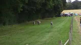 Deerhounds Lure Coursing [upl. by Itaws]