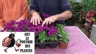 chaine tv de Jardinage dimorphothéca ou osteospermum Comment faire une Bouture Plantes annuelles [upl. by Hermione]