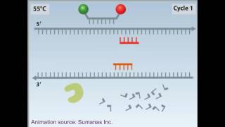 rtPCR animation [upl. by Garlan]