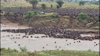 Serengeti national Park Tanzania wildebeest migration crossing Mara river [upl. by Gal691]