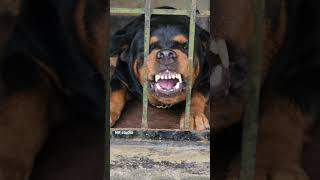 angry Rottweiler barking and growling puppy dog dogsound viral doglover [upl. by Seftton]