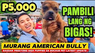 WOW P5000 AMERICAN BULLY PAUNAHAN LANG DAGSA ANG MGA BULLY SA BOCAUE PET MARKET  NASA GROTTO RIN [upl. by Ennaitak]