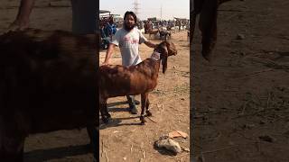 Nasli Bakri ❤️ cattlemarketdiaries animals goat bakramandi ytshorts shorts youtubeshorts 1m [upl. by Ertemed]