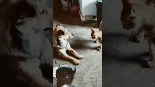 Dog annoyed by a cat😂😂😂 dog funnyanimlas funnycatvids catsanddogs everyonehighlights [upl. by Strenta504]