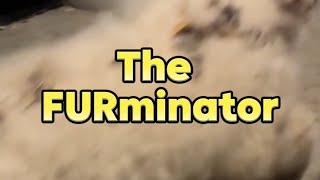 The FURminator review — tested on Great Pyrenees X Burrs [upl. by Sesylu320]